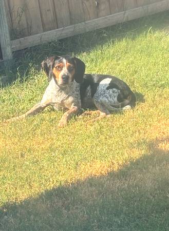 BEAGLE PUPPIES (Crescent)63681506184963121