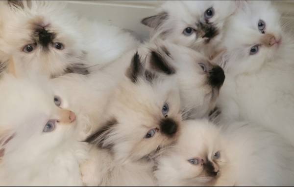 Traditional Dollface Himalayan Persians 1