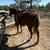 Chestnut AQHA mare 3 thumbnail