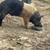 Boar 2 thumbnail