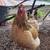 Buff brahma laying hens 1 thumbnail