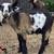 Mini dwarf goats 3 thumbnail