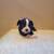 Boston terrier puppies 6 thumbnail