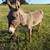 Selling small donkey ( not mini ) 3 thumbnail