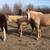 untouched palomino mare and 6 month old filly take both 3 thumbnail