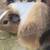 3 HEALTHY & LIVELY GUINEA PIGS W/ FOOD, CAGE..ETC 8 thumbnail