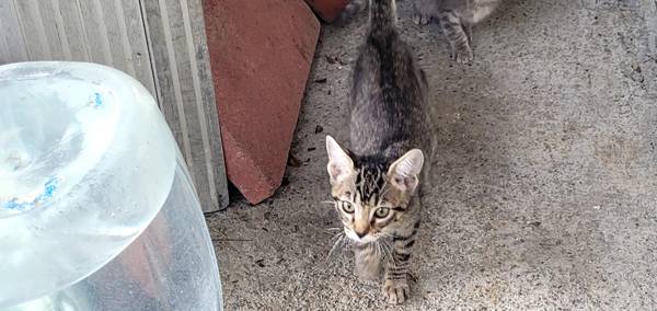 Beautiful kittens Need Home (hayward / castro valley)63683376912129121