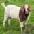 Mature boer goat 1 thumbnail
