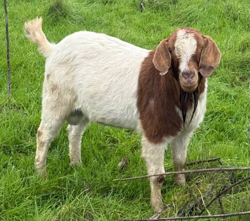 Mature boer goat 1