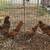 Golden Sebright Chickens 3 thumbnail
