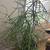 Large Healthy Pencil Cactus (Succulent) “Firestick” 56” x 32” (4.67 ft 1 thumbnail