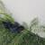 TAMARIND TREE 1 thumbnail