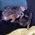 I have 4 kittens for sale 4 thumbnail