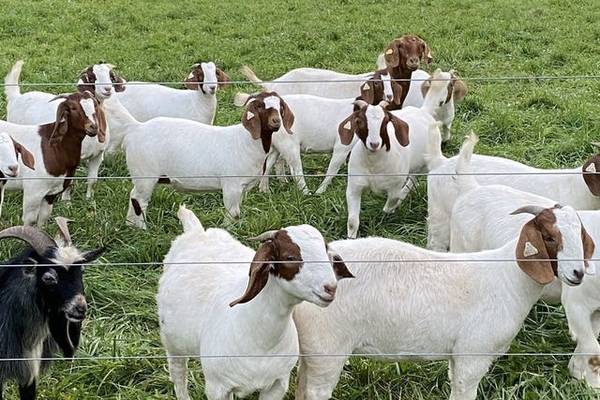 Free Goats to Good Home 1