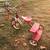 Radio Flyer  tricycle  #33 2 thumbnail