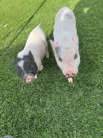 Mini pigs 1