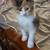 2 adorable Kittens 3 thumbnail