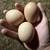 Laying hens 3 thumbnail