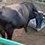 Angus cow 1 thumbnail