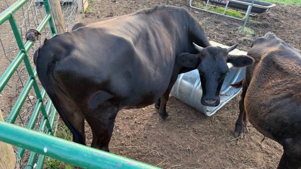 Angus cow 1