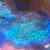 Hollywood chalice coral frag 2 thumbnail