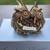 55 Handcrafted Nature Folk Art OWL-theme Ornaments/Décor 11 thumbnail