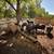 Bred cows 14 thumbnail