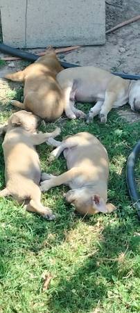Perritos/ Puppies Gratis/Free 1
