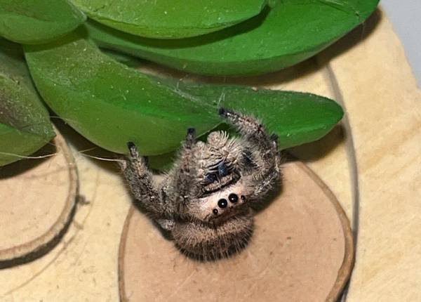 Female Regal Jumping Spider #8 "Sorsha" (Phoenix)63905906409474121