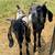 Nubian goat bucks for sale! 1 thumbnail