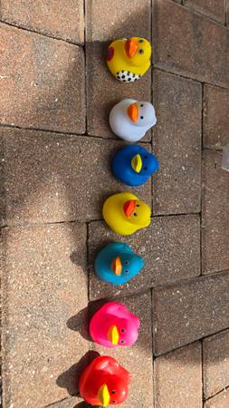 Rubber Ducks for Your jeep Dash,   9 - $5 (US 41 S fort Myers)62938478537601122