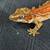Gargoyle Gecko 4 thumbnail