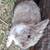 Rabbits super Rex Angora mix 3 thumbnail