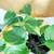 Healthy plant in a ceramic pot 3 thumbnail