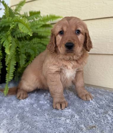 Female golden retriever (Canton)