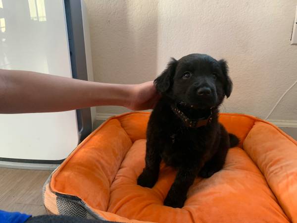 cachorro macho de tres meses de edad (pittsburg / antioch)63836593170817121
