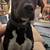 Pup 1 thumbnail