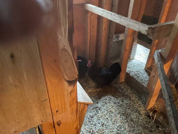 Chickens 1