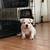 American Bully for sale female $3500 14 thumbnail