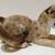 LENOX PORCELAIN 1991 ENDANGERED BABY PANTHER 1 thumbnail