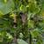Grapes, two different varieties 2 thumbnail
