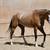 AQHA BROODMARE FOR SALE IS A FINISHED HORSE 15 thumbnail