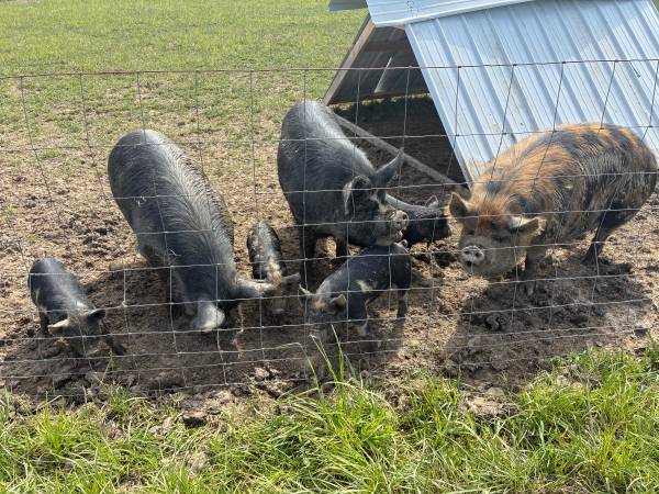 Pig 1
