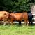 Cattle cows Beefmaster Gelbvieh 12 thumbnail
