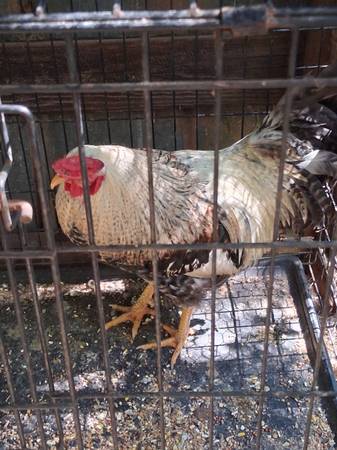 1 year old rooster 1
