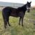 5yr old gelding 2 thumbnail