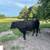 Wagyu cattle 2 thumbnail