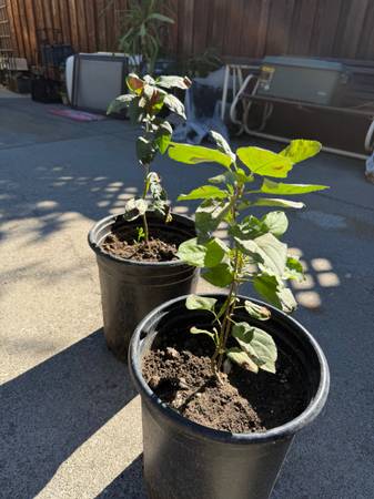 Pink Lady Apple Trees 🍎 1