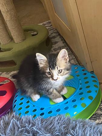 Gatitos bebés diminutos
