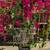 Bougainvillea Trellis 2 thumbnail